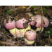 Мицелий Боровика королевского / Болет королевский (Boletus regius)